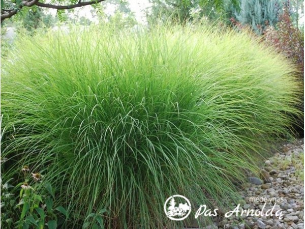 Miskantas kininis ,Gracillimus' (lot. Miscanthus sinensis) Miskantas kininis ,Gracillimus' (lot. Miscanthus sinensis)